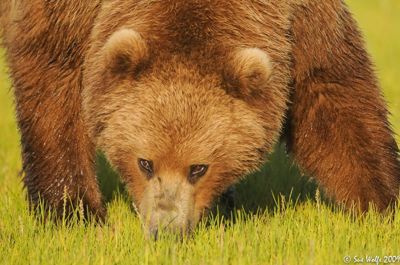 Sue Wolfe, 2009 Alaska Brown Bear Photography Trip II, photograph 2