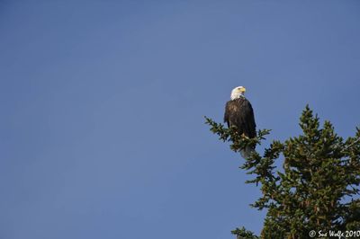 Sue Wolfe, 2010 Alaska Brown Bear Photography Trip II, photograph 1