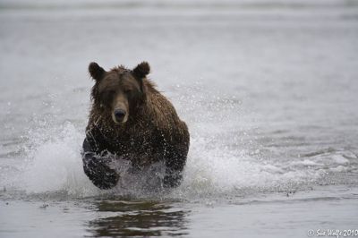 Sue Wolfe, 2010 Alaska Brown Bear Photography Trip II, photograph 3