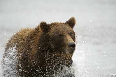 Sue Wolfe, 2010 Alaska Brown Bear Photography Trip II, photograph 4
