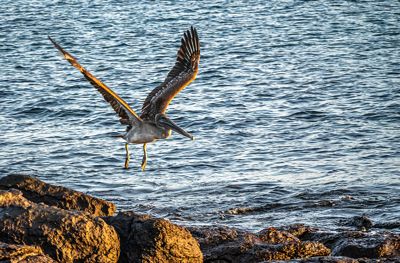 Thomas Raney, 2024 Galápagos Photography Tour by Private Luxury Yacht II, photograph 3