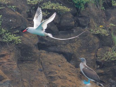 Jamie Burns, 2024 Galápagos Photography Tour by Private Luxury Yacht I, photograph 2