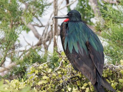 Jamie Burns, 2024 Galápagos Photography Tour by Private Luxury Yacht I, photograph 3