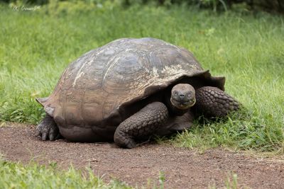 Giant Tortoise