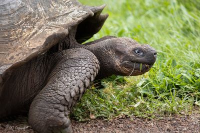 Giant Tortoise