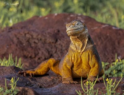 Land Iguana