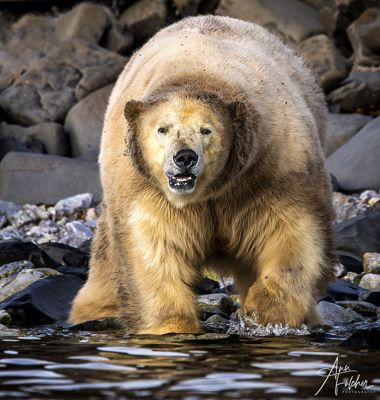 Ann Fulcher, 2023 Svalbard Photography Tour II, photograph 1