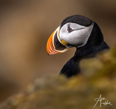 Ann Fulcher, 2023 Svalbard Photography Tour II, photograph 2