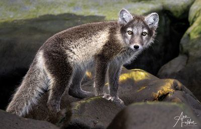 Ann Fulcher, 2023 Svalbard Photography Tour II, photograph 3