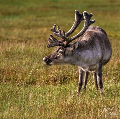 Ann Fulcher, 2023 Svalbard Photography Tour II, photograph 4