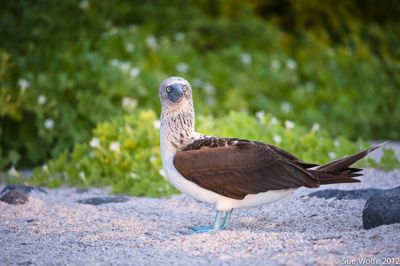 Sue Wolfe, 2012 Galapagos Photography Tour by Private Luxury Yacht, photograph 1