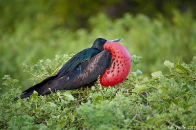 Sue Wolfe, 2012 Galapagos Photography Tour by Private Luxury Yacht, photograph 2