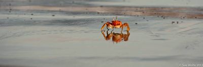 Sue Wolfe, 2012 Galapagos Photography Tour by Private Luxury Yacht, photograph 3