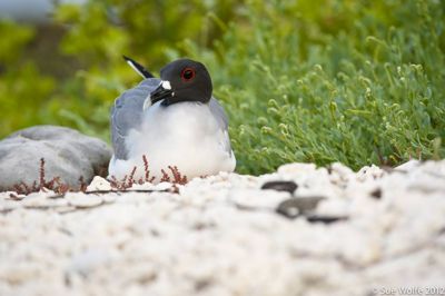 Sue Wolfe, 2012 Galapagos Photography Tour by Private Luxury Yacht, photograph 4