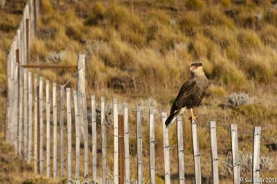 Sue Wolfe, 2013 Patagonia Photography Tour, photograph 4