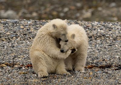 Ann Sneiders, 2024 Svalbard Photography Tour, photograph 1
