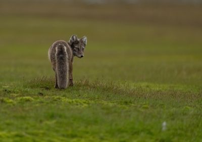 Ann Sneiders, 2024 Svalbard Photography Tour, photograph 3