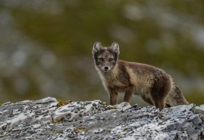 Ann Sneiders, 2024 Svalbard Photography Tour, photograph 4