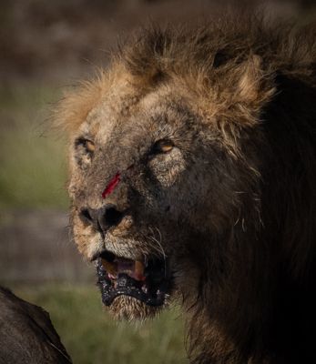 Ann Sneiders, 2019 Kenya Photography Tour, photograph 3