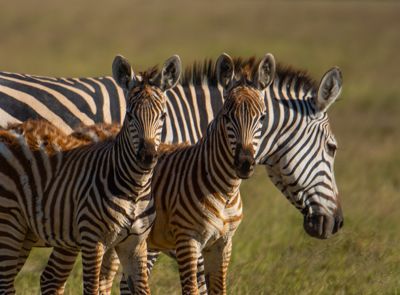 Ann Sneiders, 2019 Kenya Photography Tour, photograph 4