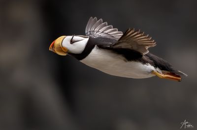 Beauty in Flight