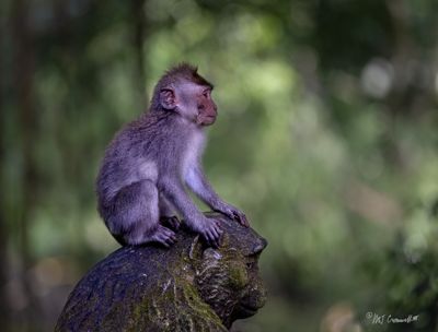 Mike Cromwell, 2025 Orangutans, Dragons, and Temples Photography Tour, photograph 1