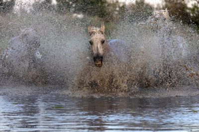 Famous white horses of Camargue galloping through marsh
