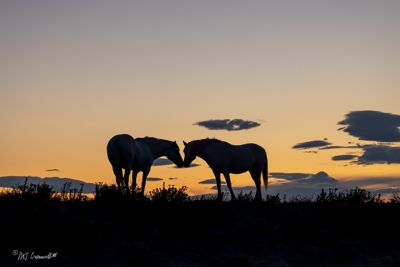 Silhoette of Camargue horses at sunrise