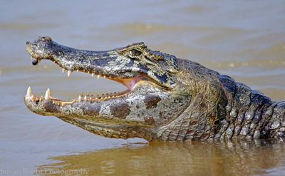 Susan L. Roehl, 2012 Brazil Pantanal Jaguar Wildlife Expedition I, photograph 3