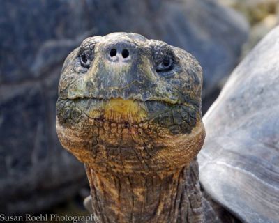 Susan L. Roehl, 2013 Galapagos Photography Tour by Private Luxury Yacht I, photograph 1
