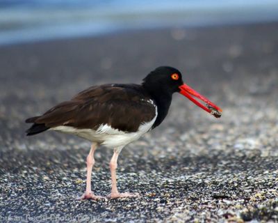 Susan L. Roehl, 2013 Galapagos Photography Tour by Private Luxury Yacht I, photograph 2