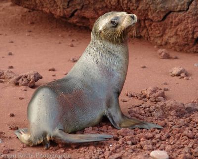 Susan L. Roehl, 2013 Galapagos Photography Tour by Private Luxury Yacht I, photograph 3