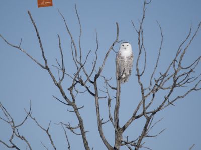 Snowy owl (Bubo scandiacus) immature sitting in a tree. Alberta, Canada.