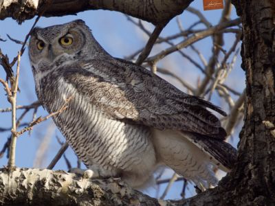 Great horned owl (Bubo virginianus) in a cottonwood tree along the edge of the Bow River, Alberta, Canada.