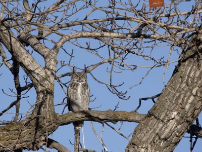 Great horned owl (Bubo virginianus) in a cottonwood tree along the edge of the Bow River, Alberta, Canada.