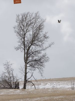 Rough-legged Hawk (Buteo lagopus) in flight. Alberta, Canada.