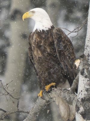 Bald Eagle