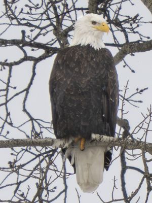Bald Eagle