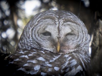Barred Owl
