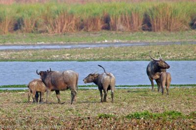 Susan L. Roehl, 2012 India Photography Trip I, photograph 1