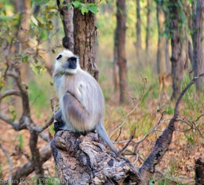 Susan L. Roehl, 2012 India Photography Trip I, photograph 3