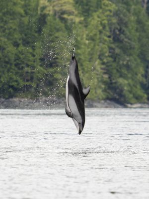 Julie Martens, 2026 Canadian Bald Eagles & Coastal Wildlife I, photograph 4