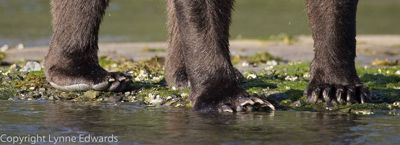 Lynne Edwards, 2007 Alaska Brown Bear Photography Trip I, photograph 1