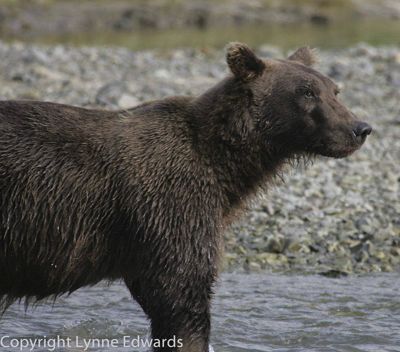 Lynne Edwards, 2007 Alaska Brown Bear Photography Trip I, photograph 2