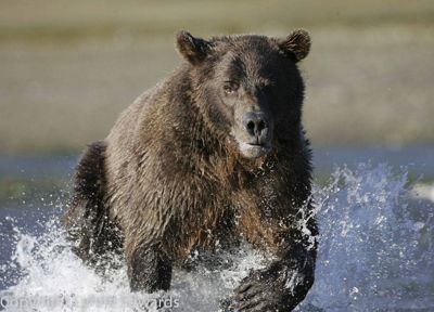 Lynne Edwards, 2007 Alaska Brown Bear Photography Trip I, photograph 3