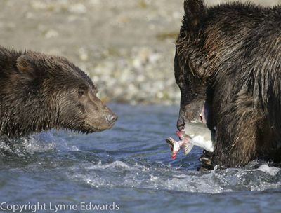 Lynne Edwards, 2007 Alaska Brown Bear Photography Trip I, photograph 4