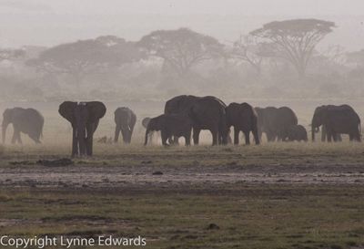 Lynne Edwards, 2010 Kenya Photography Tour, photograph 1