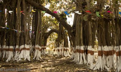 Lynne Edwards, 2012 India Photography Trip II, photograph 2