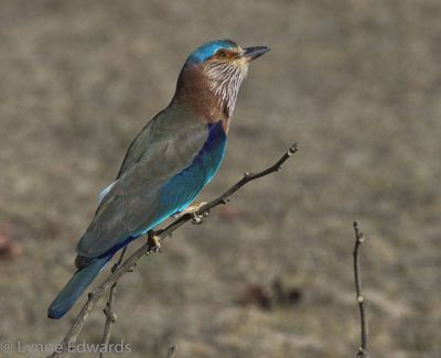 Lynne Edwards, 2012 India Photography Trip II, photograph 4