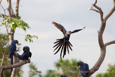 Misty Nichols, 2013 Maned Wolf, Hyacinth Macaw, Bearded Capuchin Monkey Photo Tour, photograph 1